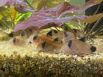 Hoplisoma (Corydoras) Panda F1, Dieren en Toebehoren, Vissen | Aquariumvissen, Vis, Zoetwatervis