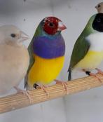 Gouldamedines, Dieren en Toebehoren, Vogels | Overige Vogels, Meerdere dieren, Tropenvogel, Geringd