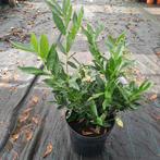 Prunus Otto Luyken - Laurierkers, Ophalen, Bodembedekkers, Vaste plant, Halfschaduw