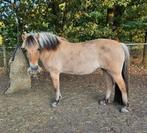 Hulp met verzorging voor paarden gezocht, Dieren en Toebehoren, Ophalen of Verzenden, Nieuw