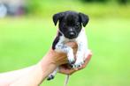 prachtige pups kruising borador/friese stabij te koop, Dieren en Toebehoren, Overige rassen, 8 tot 15 weken, CDV (hondenziekte)