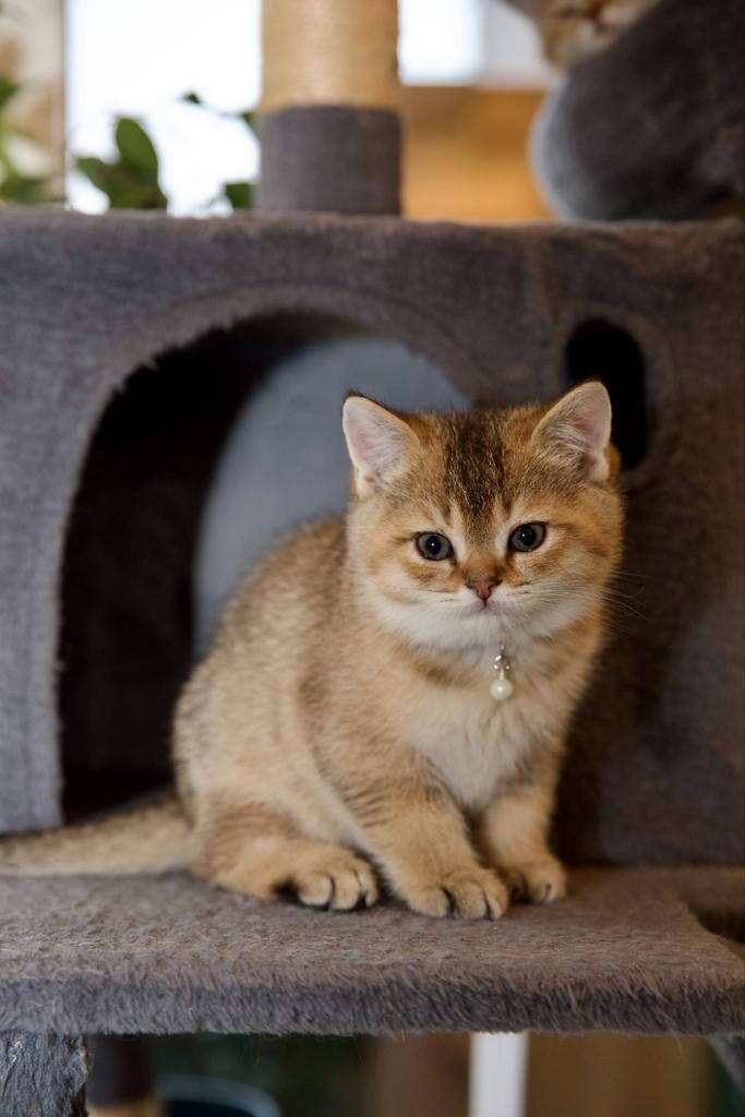 Britse korthaar katertjes, Dieren en Toebehoren, Katten en Kittens | Raskatten | Korthaar, Kater, 0 tot 2 jaar, Gechipt, Ontwormd