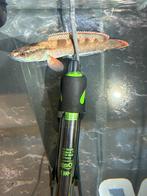 Channa Fire and Ice - Dwarf Snakehead  - Wild, Dieren en Toebehoren, Vis