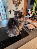 Prachtige 2jaar oude gecastreerde Main Coon kater, Dieren en Toebehoren, Katten en Kittens | Raskatten | Langhaar, Kater