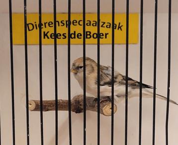 Witstuit barmsijs man  beschikbaar voor biedingen