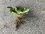 Aardbeien stekken, Tuin en Terras, Planten | Tuinplanten, Volle zon, Vaste plant, Ophalen of Verzenden, Zomer