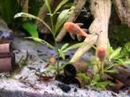 Jonge albino algeneetees, Dieren en Toebehoren, Vissen | Aquariumvissen, Vis