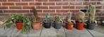 Cactussen cactus cacti, Ophalen, Cactus, Volle zon, Minder dan 100 cm