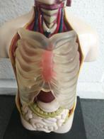 LEUK KLEIN KUNSTSTOF ANATOMISCH MODEL HOOGTE 16X8 CM, Antiek en Kunst, Curiosa en Brocante, Ophalen of Verzenden
