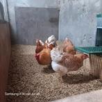 Wyandotte broedeieren, Dieren en Toebehoren, Pluimvee, Geslacht onbekend, Kip