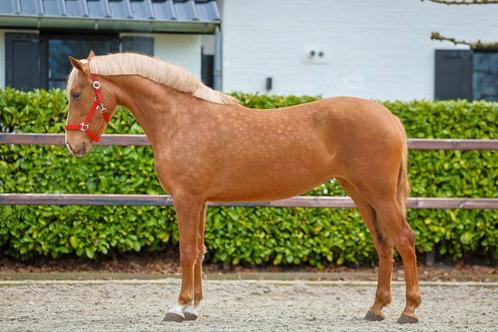 Prachtige PRE D-pony merrie, Dieren en Toebehoren, Pony's, Merrie, Zadelmak, D pony (1.37m tot 1.48m), Dressuurpony, 3 tot 6 jaar