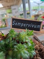 Sempervivum ( sedum), Ophalen, Zo goed als nieuw