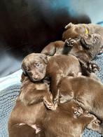 Bruine labrador pups, Dieren en Toebehoren, Honden | Retrievers, Spaniëls en Waterhonden, Rabiës (hondsdolheid), 8 tot 15 weken