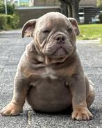 New English Bulldog / Old English Bulldog Pups, Dieren en Toebehoren, Honden | Bulldogs, Pinschers en Molossers, CDV (hondenziekte)