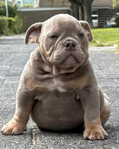 New English Bulldog / Old English Bulldog Pups, Dieren en Toebehoren, Honden | Bulldogs, Pinschers en Molossers, Meerdere dieren