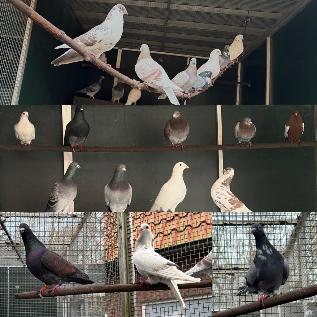 Diverse sierduiven, Dieren en Toebehoren, Meerdere dieren, Overige soorten