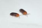 Armadillidium flavoscutatum "Redhead", Overige soorten
