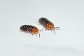 Armadillidium flavoscutatum "Redhead" beschikbaar voor biedingen
