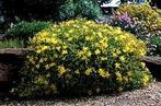 Bodembedekkende hertshooi, Hypericum., Overige soorten, Vaste plant, Ophalen of Verzenden, Halfschaduw