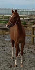 Mooie Welsh E pony ruin, 3 jaar, Dieren en Toebehoren, Onbeleerd, Gechipt, E pony (1.48m - 1.57m), Dressuurpony