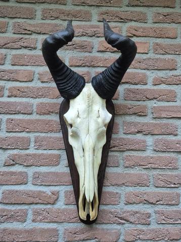 Prachtige Hartenbeest Schedel Hoorns Alcelaphus buselaphus beschikbaar voor biedingen