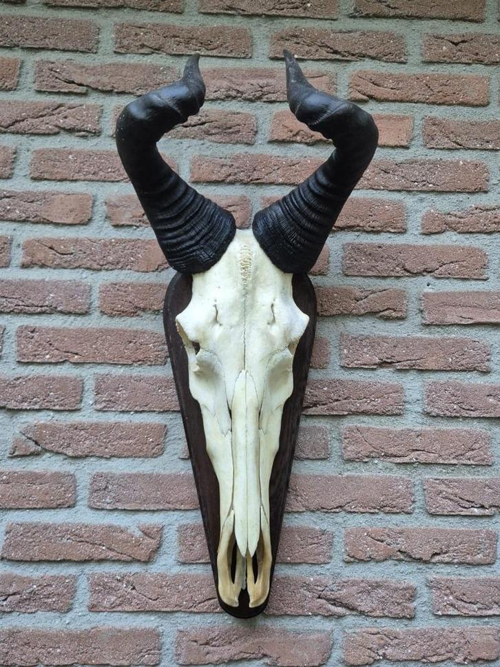 Prachtige Hartenbeest Schedel Hoorns Alcelaphus buselaphus, Verzamelen, Dierenverzamelingen, Gebruikt, Schedel, Wild dier, Ophalen