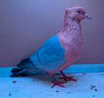 Koppel vinkduiven 2025, Dieren en Toebehoren, Vogels | Duiven, Meerdere dieren, Overige soorten