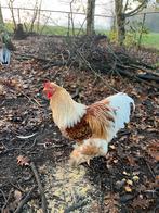 Haan grote Brahma, Dieren en Toebehoren, Mannelijk, Kip