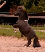 Land gezocht voor uniek paarden project, wie denkt er mee?, Dieren en Toebehoren, Stalling en Weidegang, Weidegang, 2 of 3 paarden of pony's