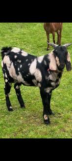 Prachtige nubische maanvlek bok, Dieren en Toebehoren, Schapen, Geiten en Varkens, Mannelijk, Geit