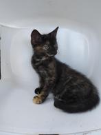 Leuke en lieve kittens te koop, Dieren en Toebehoren, Katten en Kittens | Overige Katten, Meerdere dieren, Kortharig, 0 tot 2 jaar