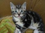 een sypers poesje te koop, Dieren en Toebehoren, Katten en Kittens | Overige Katten, Poes, 0 tot 2 jaar