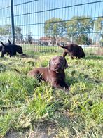 8 pups Labrador X Duitse staande Langhaar, vader bejaagd, Dieren en Toebehoren, Honden | Retrievers, Spaniëls en Waterhonden, Overige rassen