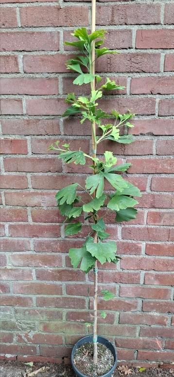 Ginkgo biloba, japanse notenboom beschikbaar voor biedingen