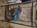 2 lieve ratten met kooi en toebehoren, Dieren en Toebehoren, Knaagdieren, Rat, Maart, Mannelijk, Tam