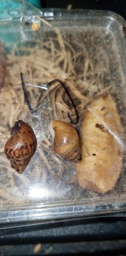 Afrikaanse reuzenslakken, Dieren en Toebehoren, Insecten en Spinnen, Bijen