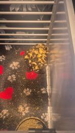 Super lieve en leuke pullen, Dieren en Toebehoren, Meerdere dieren, Eend