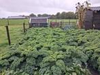 Boerenkool, vers van het land, Ophalen, Eenjarig, Groenteplanten, Volle zon