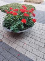 Plantenbak, Tuin en Terras, Bloembakken en Plantenbakken, Ophalen, Kunststof, Minder dan 30 cm, Rond