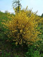 Bio zaden Gewone brem – Cytisus scoparius | Inheemse plant, Verzenden, Voorjaar, Halfschaduw, Zaad