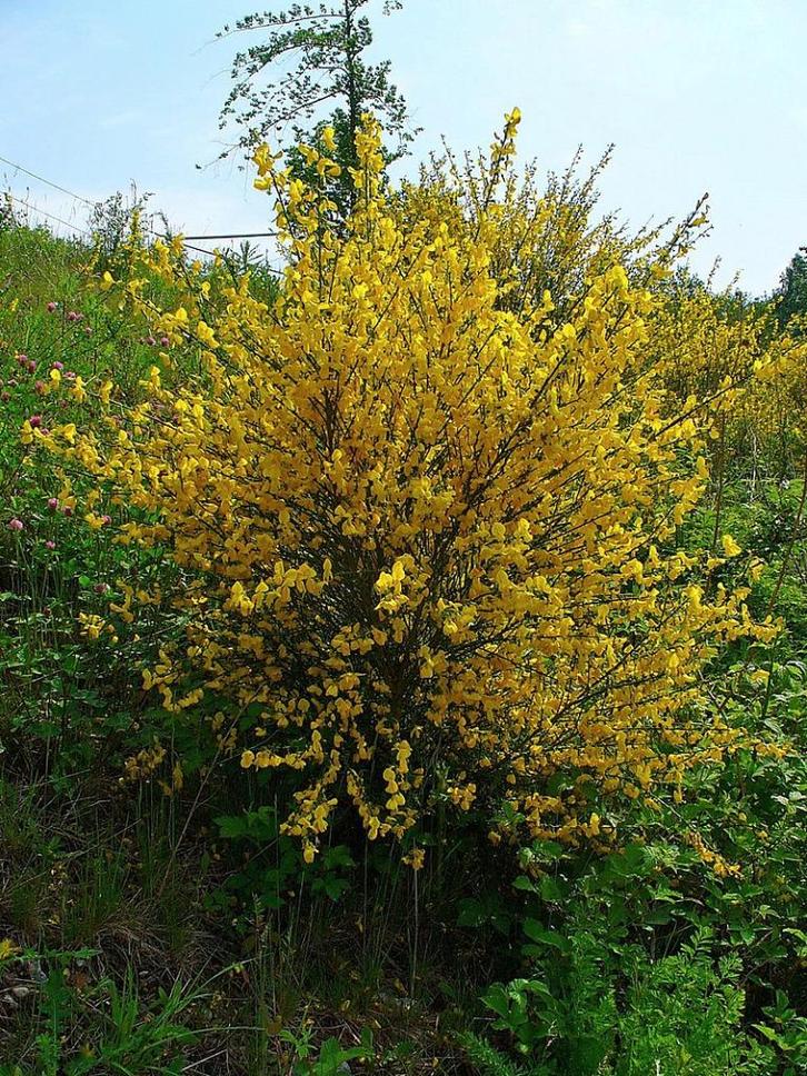 Bio zaden Gewone brem – Cytisus scoparius | Inheemse plant, Tuin en Terras, Bloembollen en Zaden, Zaad, Voorjaar, Halfschaduw