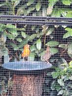 Damalijsters., Dieren en Toebehoren, Meerdere dieren, Geringd