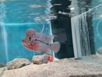Flowerhorn Red Pearl Cichlide, Dieren en Toebehoren, Vis, Zoetwatervis