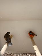 1-1 kapoetsensijzen, Meerdere dieren