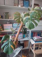 Grote Monstera Variegata - Zeldzame kamerplant!, Tuin en Terras, Planten | Tuinplanten, Ophalen, Vaste plant, Bloeit niet, Halfschaduw