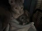 Cornish Rex Kittens, Dieren en Toebehoren, Meerdere dieren, Ontwormd, 0 tot 2 jaar