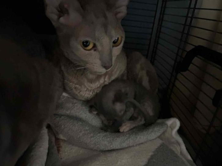 Cornish Rex Kittens, Dieren en Toebehoren, Katten en Kittens | Raskatten | Korthaar, Meerdere dieren, 0 tot 2 jaar, Ontwormd, Ingeënt