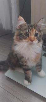 Geweldige Maine Coon kittens 😻😺💝💙🫶, Dieren en Toebehoren, Katten en Kittens | Raskatten | Langhaar, Meerdere dieren, Ontwormd