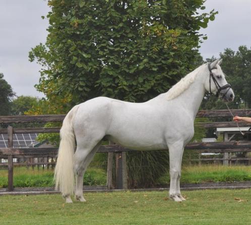 8 jarige grote connemara ruin, Dieren en Toebehoren, Pony's, Ruin, B, E pony (1.48m - 1.57m), Recreatiepony, 3 tot 6 jaar, Met stamboom