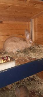 Gezocht dekram konijn, Dieren en Toebehoren, Konijnen, Mannelijk, Groot